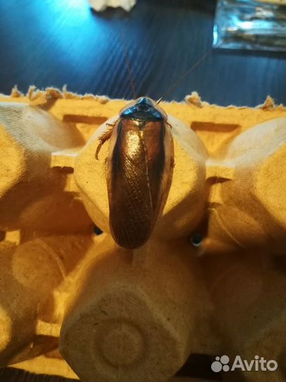 Аргентинские тараканы Blaptica Dubia. Кормовые
