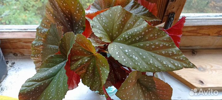 Бегония королевская