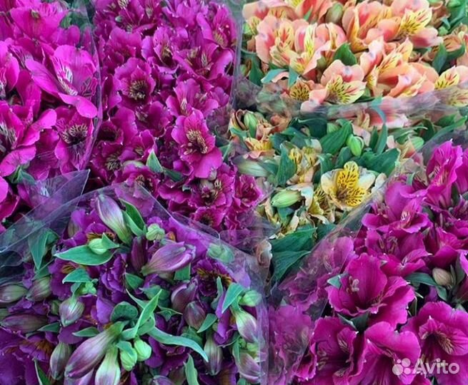 Цветы оптом и в розницу