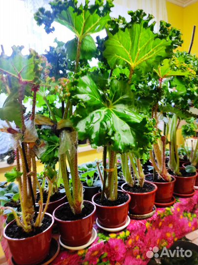 Бегония воротничковая