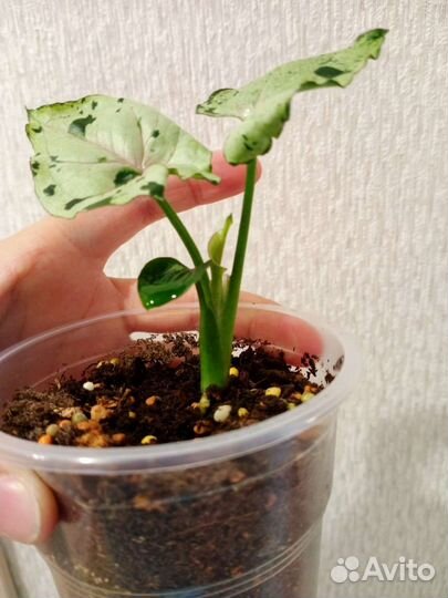 Сингониум Орм нак