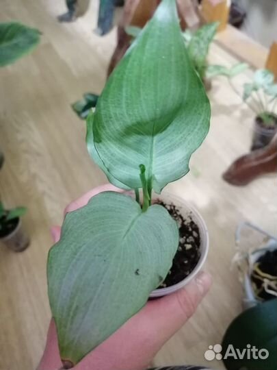 Спатифиллум сплит милк