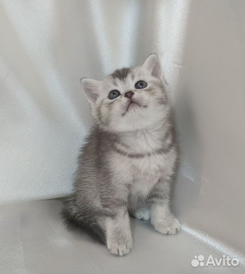 Британский котенок