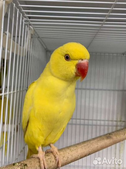 Экзотические птицы-попугай,амадины,кенары