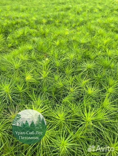 Зкс Сосна сеянцы Ели Лиственницы окс Голуб Горная