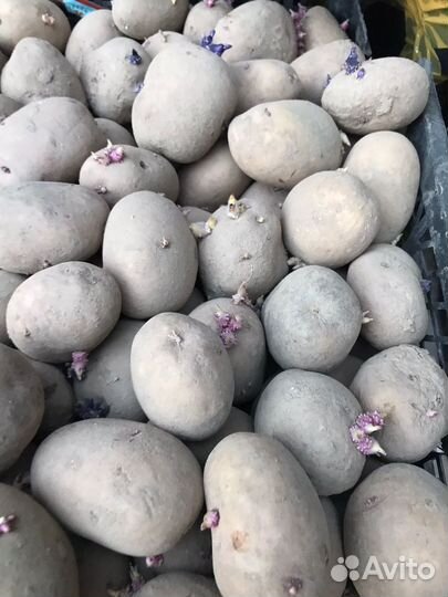 Семенной картофель