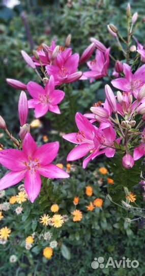 Луковицы восточной и азиатской лилий