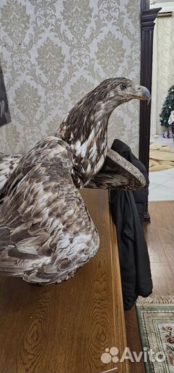 Имитация чучел животных