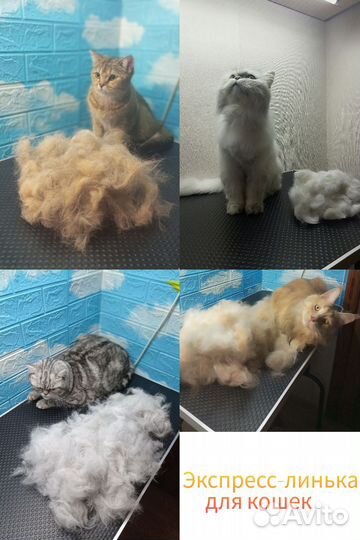 Груминг корги, грумер, стрижки собак и кошек