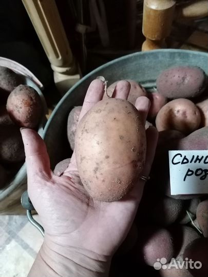 Семенной картофель Сынок, Киви, Сарпо Кифли