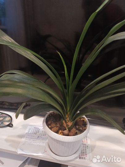 Диффенбахия, кливия