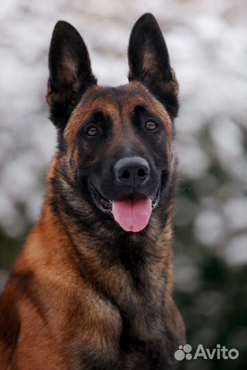 Щенки бельгийской овчарки малинуа