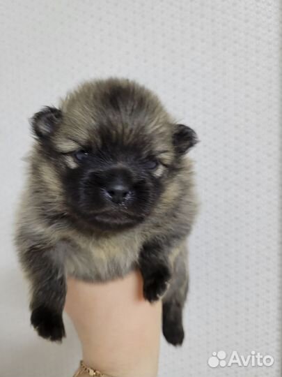 Собака шпиц