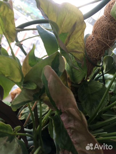 Сингониум пинк бьюти лава