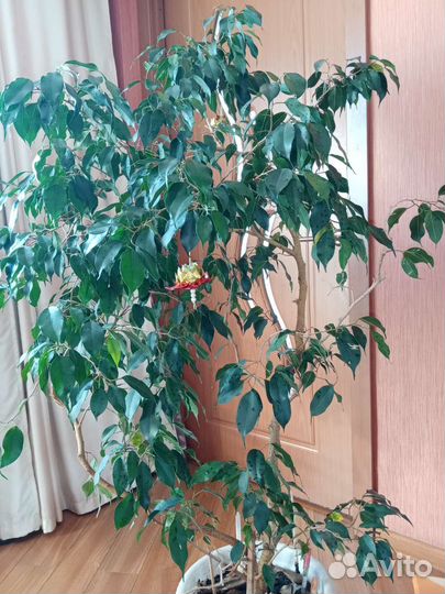 Диффенбахия Кул Бьюти