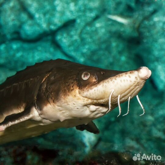 Рыба свежая из водоема оптом