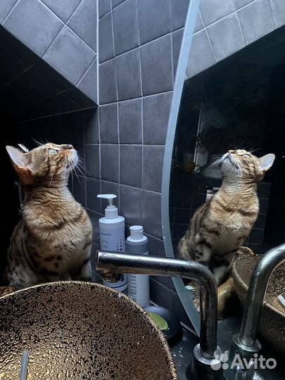 Бенгальские котята
