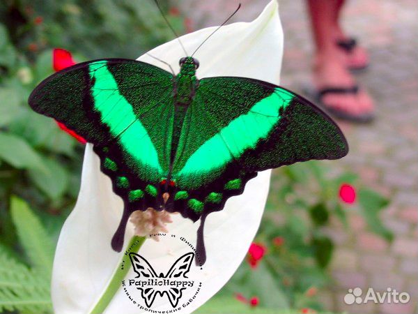 Живые тропические бабочки