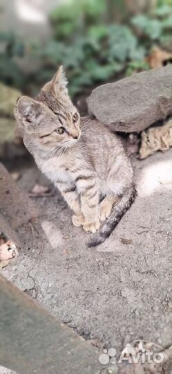 Котики бесплатно