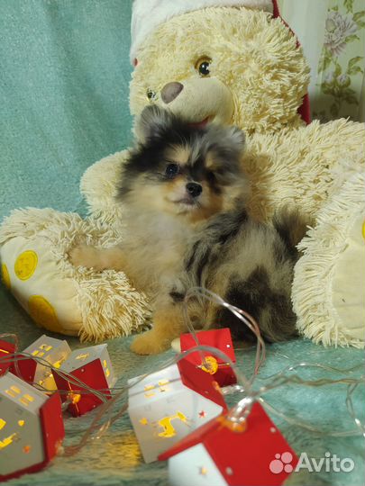 Померанский шпиц мини щенок