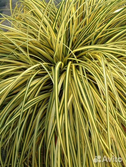 Разные декоротивные злаки. Аир для водоёма