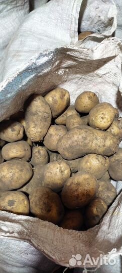 Продукты питания