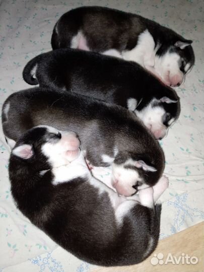 Сибирский хаски