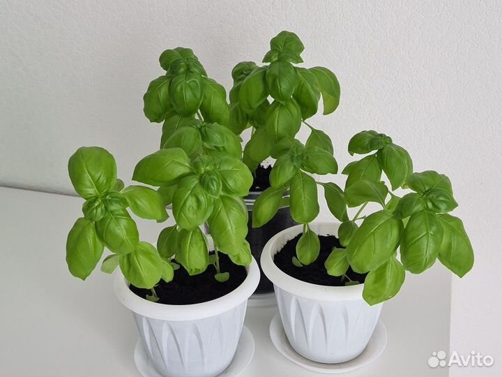 Рассада базилик зеленый застольный
