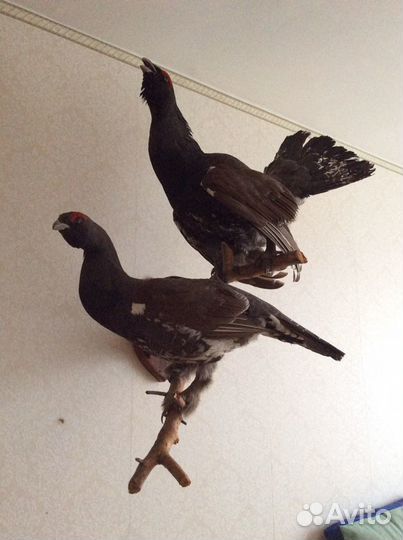 Чучело глухаря