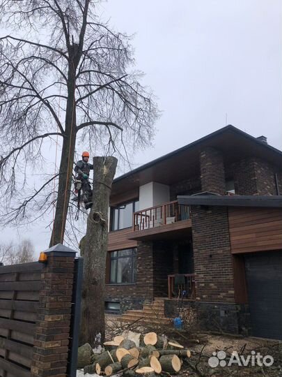 Спил деревьев