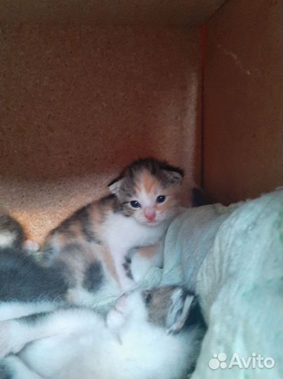 Котята отдаю