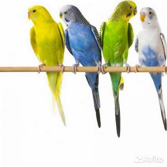 Ручные Малыши карандаши Волнистые птенцы