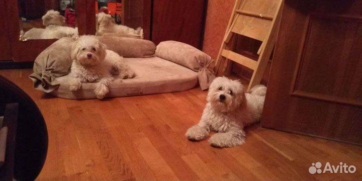 Передержка собак в домашних условиях