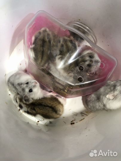 Джунгарский хомяк