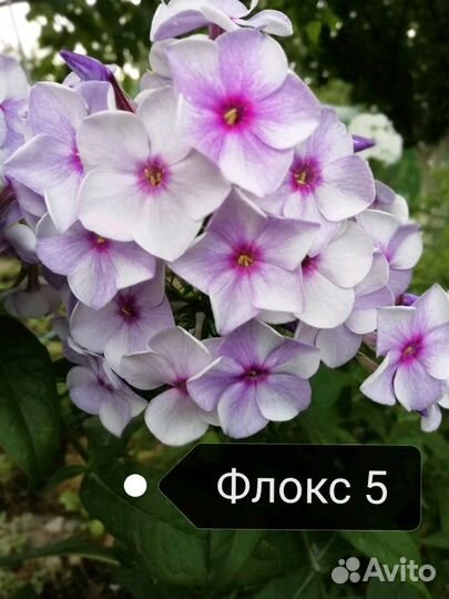 Флоксы метельчатые