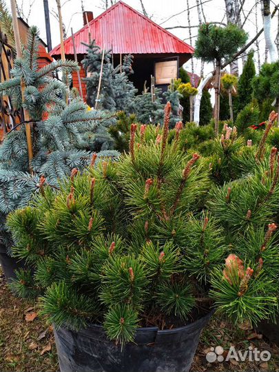 Сосна горная