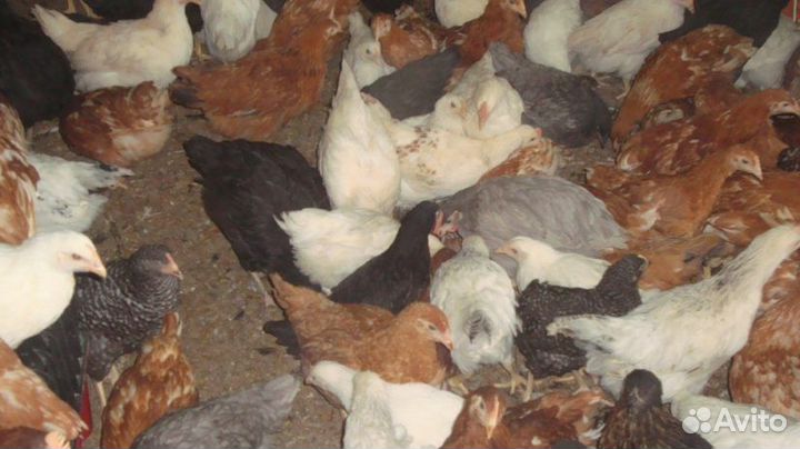 Куры молодки несушки домашние