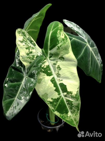 Алоказия Фрайдек вар. / Micholitziana Frydek Var