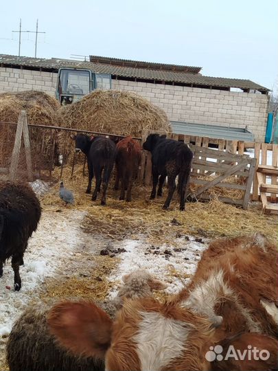 Бычки тёлки