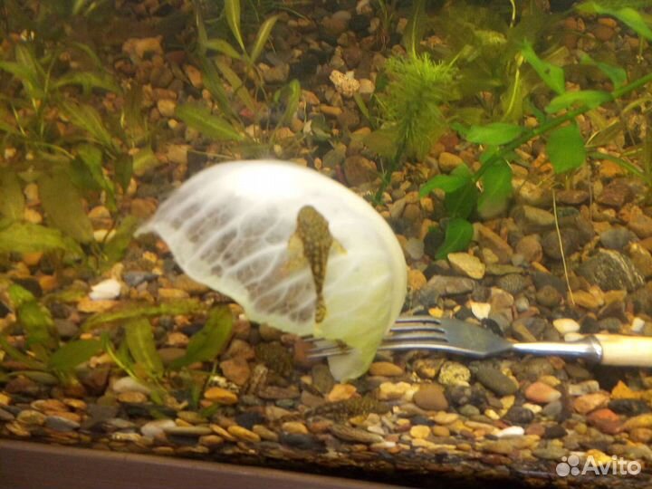 Рыбки, растения