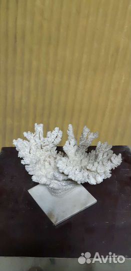 Корал для аквариума