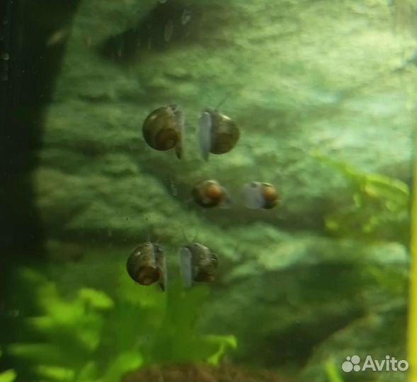 Улитки ампулярии