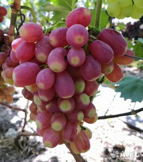 Саженцы винограда басанти