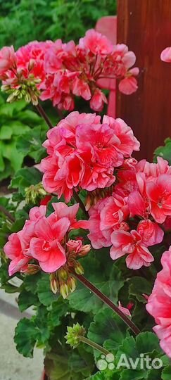 Герань пеларгония