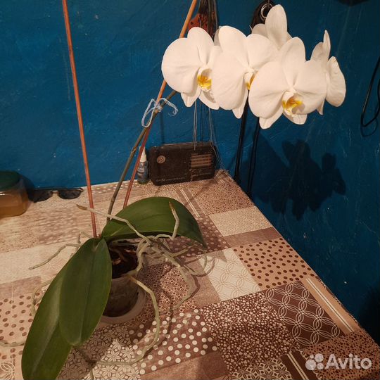 Продам орхидею фаленопсис