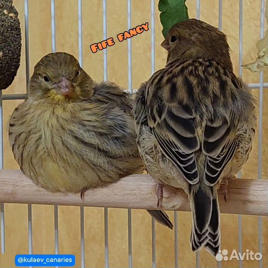 Канарейка самка