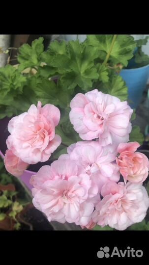 Пеларгония герань