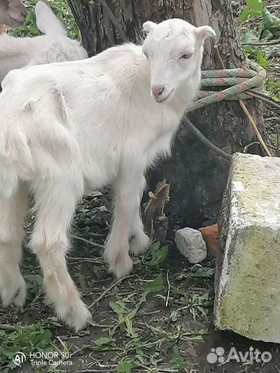 Козлята ламанча