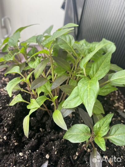 Горький перец Чудо в горшке