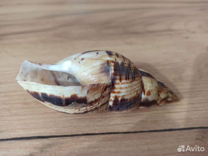 Морская раковина